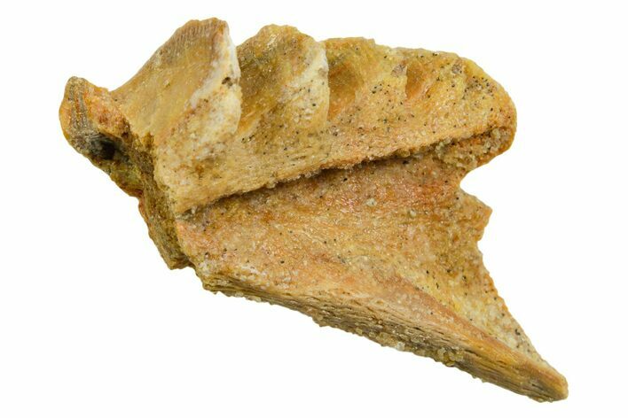 Cretaceous Lungfish (Ceratodus) Tooth Plate - Morocco #366755